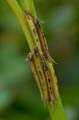 130 Bananenfalter - Caligo eurilochus